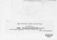 Uromyces psoraleae image